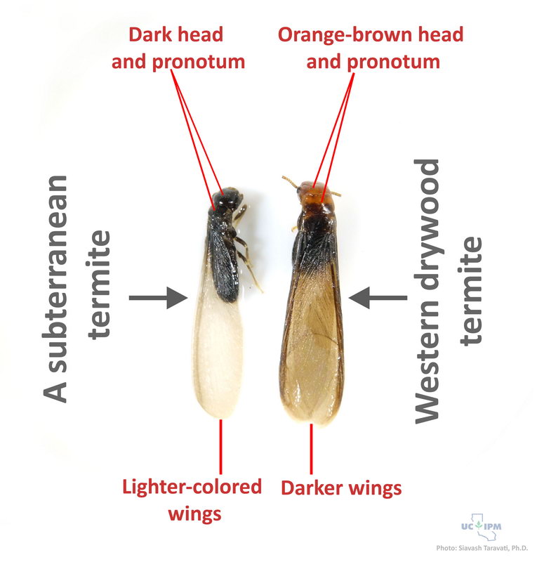 Photo 1: Comparison of winged (alate) drywood and subterranean termite