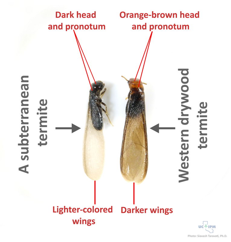 subterranean termites swarmers