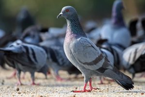Feral pigeon_Columbia livia domestica_control_California structural pest control