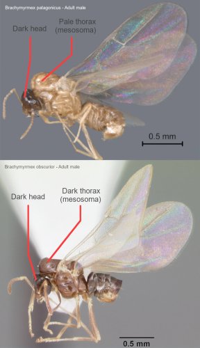 Figure 3: Comparison of a male dark rover ant (<em>Brachymyrmex patagonicus</em>)(top) and <em>B.  obscurior</em> (bottom). DRA males have a pale thorax (mesonotum), dark head and gaster while <em>B. obcurior</em> males have a dark head, thorax, and gaster. Please note that using colors for identification is not as accurate as morphological characters since colors can fade or change depending on environmental and biological factors. Photo credit: Joe MacGown,  Mississippi Entomological Museum – Used with permission