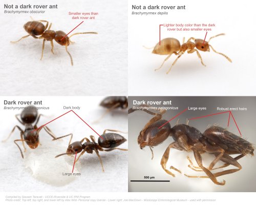 Figure 2: Comparison of workers of dark rover ants <em>Brachymyrmex obscurior</em>, <em>B. depilis</em>, and <em>B. patagonicus</em>. Dark rover ant workers have stout, erect hairs and large eyes. Photos compiled by Siavash Taravati. Photo credit: Top left, top right, and lower left by Alex Wild – Personal copy license. Lower right by Joe MacGown, Mississippi Entomological Museum – Used with permission