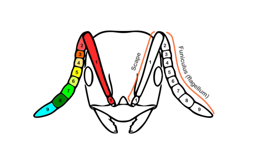 Figure 1: Head of <em>Brachymyrmex</em> sp. showing 9-segmented antennae – Modified by Siavash Taravati from Fisher and Cover (2007)