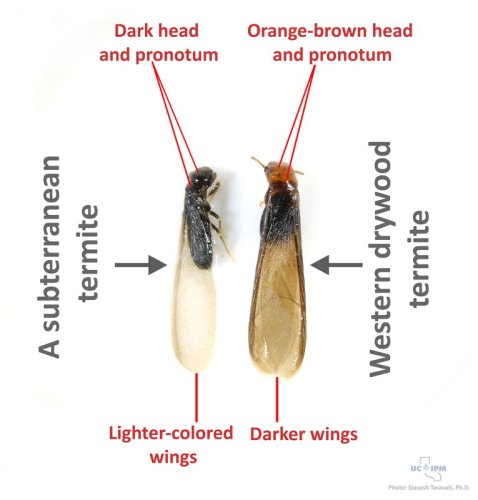 Figure 1: Comparison of winged (alate) drywood and subterranean termite