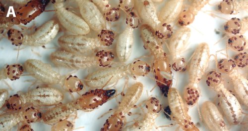 Figure 1: Mites on termite bodies. Photo: David Mora.