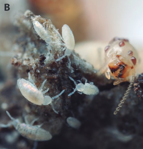 Figure 2: High springtails activity in termite colonies. Photo: David Mora.