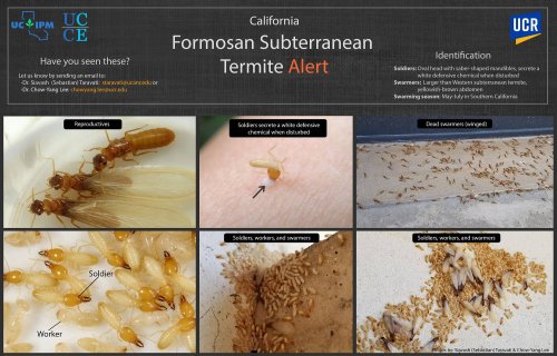 Figure 1: Formosan termite alert poster