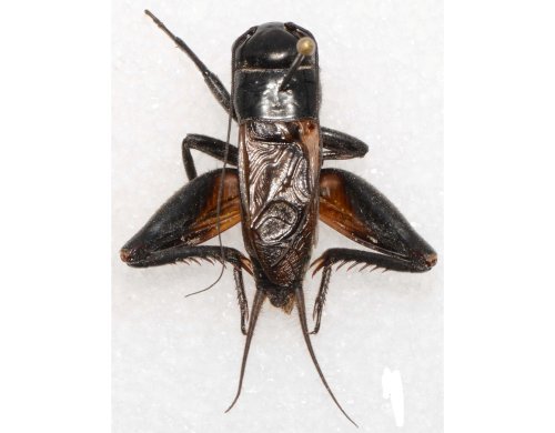 Figure 1: A field cricket. Photo: Weismann & Gray