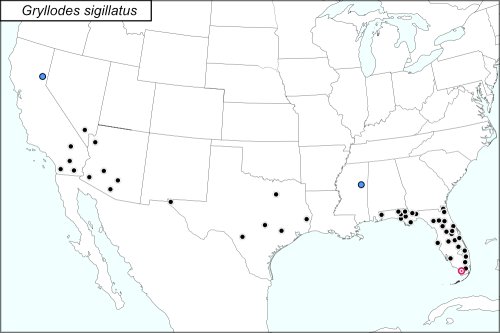 Figure 6: Distribution of the tropical house cricket in the United States. As you can see, they are limited to the South and Southern California, for the most part. Credit: www.orthsoc.org