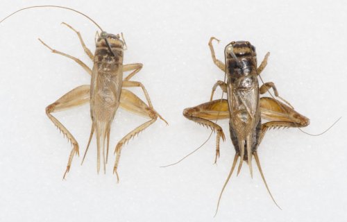 Figure 2: Color variation found in a wild house cricket. Both individuals from Orange Co., CA – Photo credit: Weissman and Gray 2019