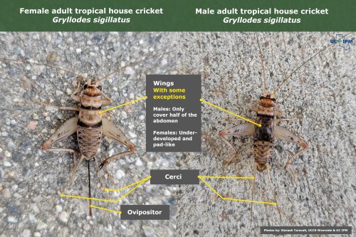 Figure 5: Comparison of male and female tropical house crickets. Pay close attention to the wings