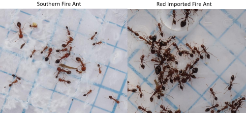Figure 1: Body color of the Southern and red imported fire ants. Photo: Siavash Taravati