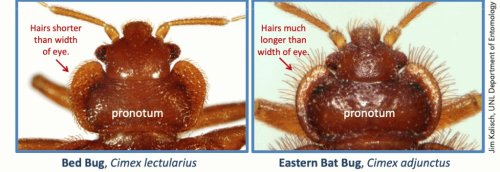 Figure 1: A bed bug vs. a bat bug. Photo: Jim Kalisch – University of Nebraska–Lincoln – Department of Entomology
