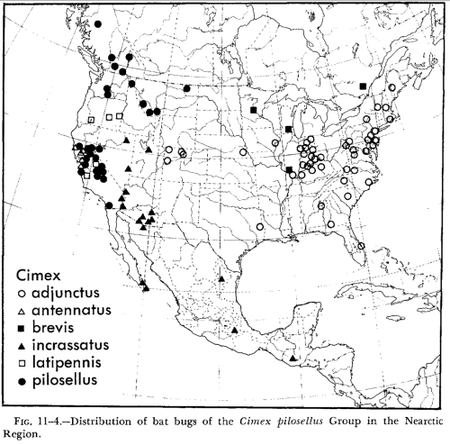 Figure 2: Distribution of bat bugs in the U.S. (Usinger, 1966). The map shows that the Western bat bug (Cimex adjunctus) was the most common species on the West Coast, while the Eastern bat bug (Cimex adjunctus) was prevalent in the eastern United States at the time of the study.