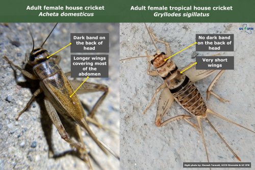 Figure 3: Comparison of dorsal appearance of the house cricket (left) and the tropical house cricket (right) – Photo credit: david99 iNaturalist and Siavash Taravati