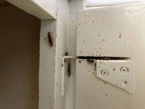 Figure 1: German cockroaches inside cabinetry. Photo: Chris Pianto