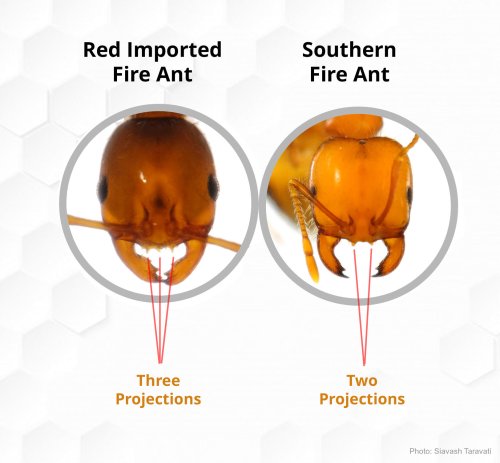 Figure 2: Head of Southern and Red imported fire ants showing projections on the front (clypeus) of head. Photo: Siavash Taravati