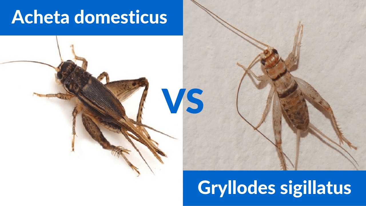 Figure 1: House cricket (Acheta domesticus) on left and the tropical house cricket (Gryllodes sigillatus) on right. Photo: cricket-insect.com