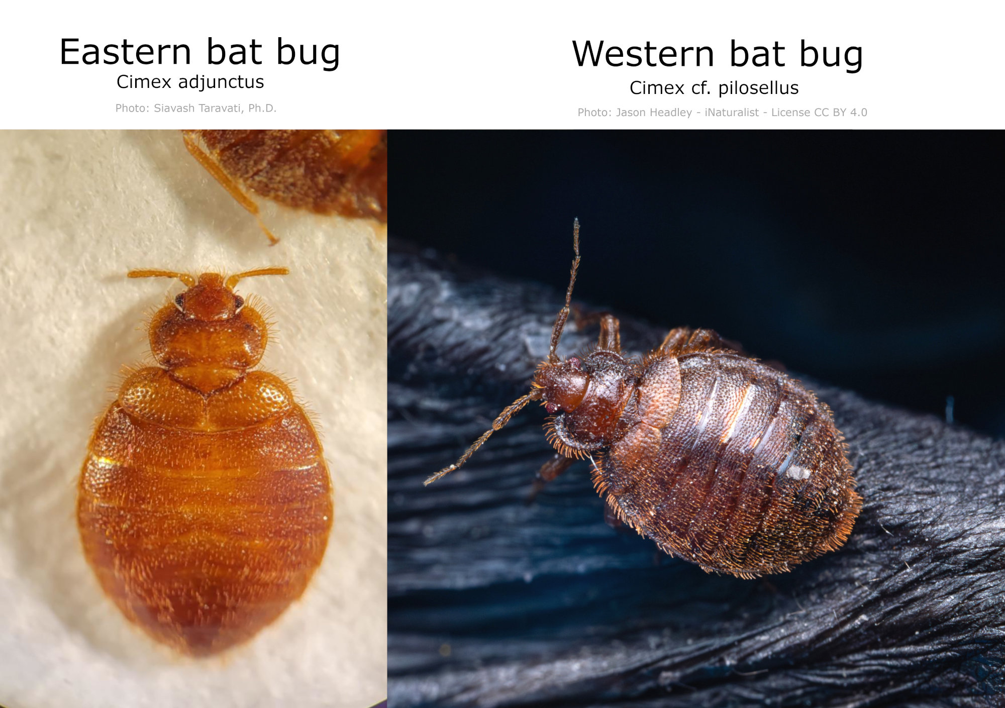 Figure 3: Eastern (left) and western (right) bat bugs. Western bat bugs have thicker body hair.