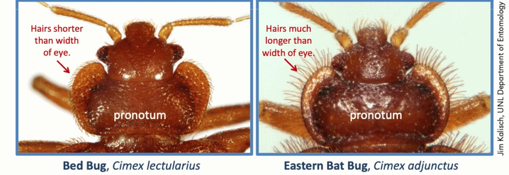 Differences between the common bed bug and bat bugs