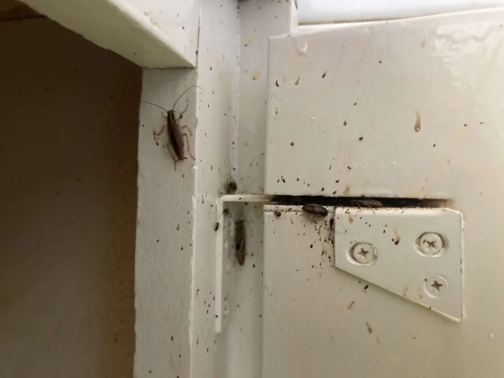 Figure 1: German cockroaches inside cabinetary. Photo: Chris Pianto