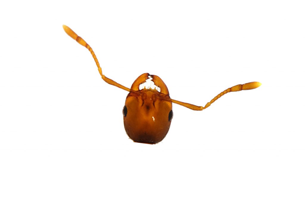 Figure 1: RIFA