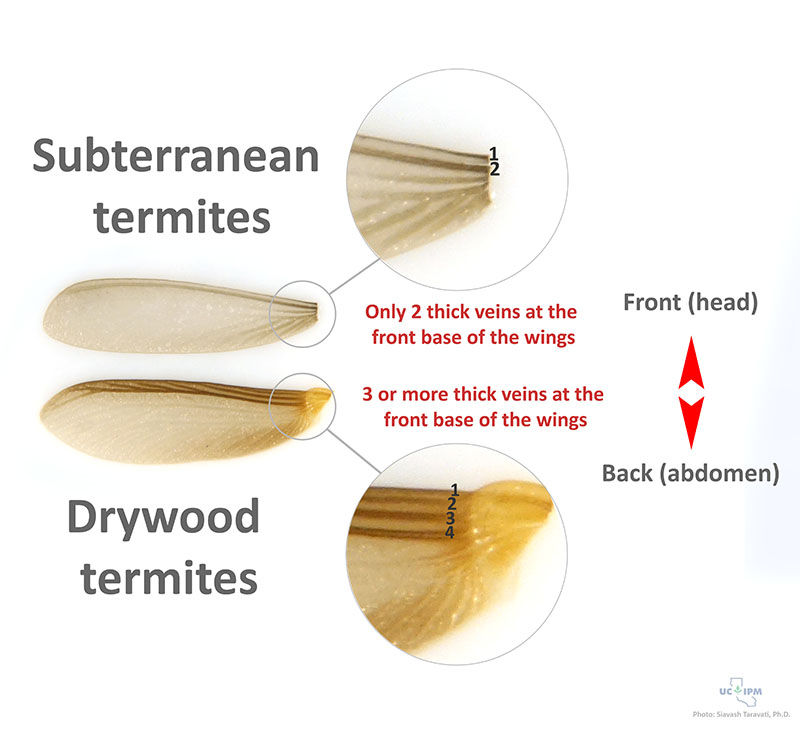 Comparison of western drywood and subterranean termite wings. Look at the venetation (number of thick veins) and general color.